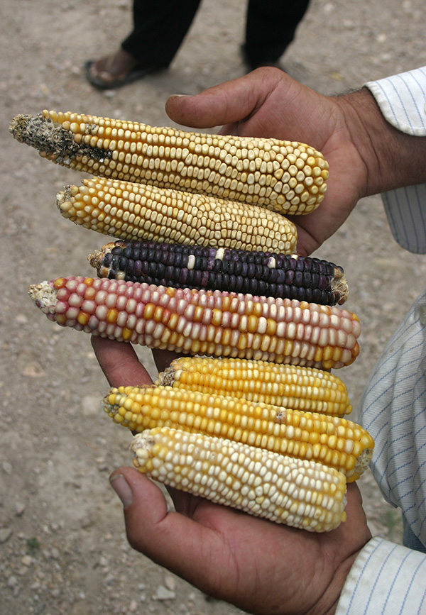 Native Seeds/SEARCH Native American Seed Request